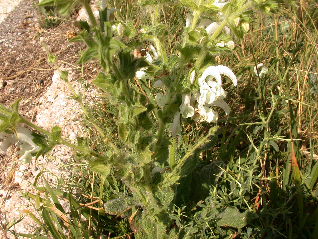 Salvia argentea (quiz)